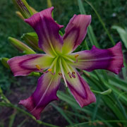 Wind Weaver Daylily